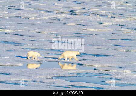 A mother and cub polar bear (Ursus maritimus) traveling from ice floe to ice floe in the Svalbard Archipelago, Norway, Arctic, Europe Stock Photo