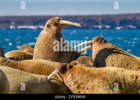 Adult bull walrus (Odobenus rosmarus rosmarus) hauled out on the beach in the Svalbard Archipelago, Norway, Arctic, Europe Stock Photo