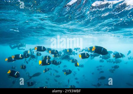 Schooling king angelfish (Holacanthus passer), underwater in the Galapagos Island Archipelago, UNESCO World Heritage Site, Ecuador, South America Stock Photo