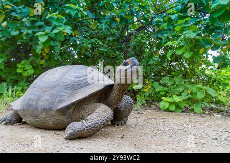 Wild Galapagos giant tortoise (Geochelone elephantopus) at Urbina Bay, Isabela Island, Galapagos Islands, UNESCO World Heritage Site, Ecuador Stock Photo