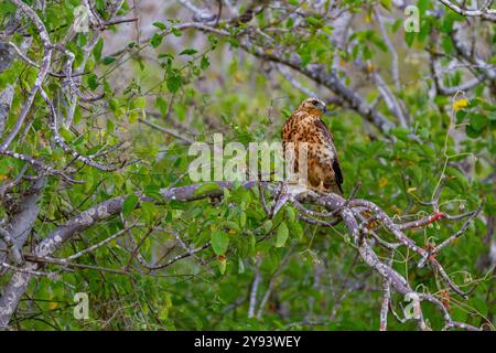 Juvenile Galapagos hawk (Buteo galapagoensis) in the Galapagos Island Archipelago, UNESCO World Heritage Site, Ecuador, South America Stock Photo