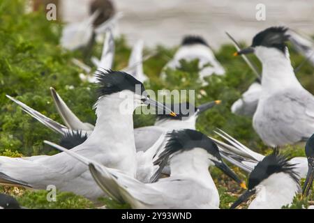 Sandwich Terns (Sterna sandivicensis), in their breeding colony in June, on Brownsea Island, a nature reserve in Poole Harbour, Dorset, England Stock Photo