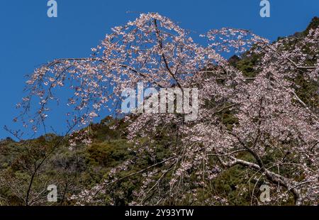 Tree in blossom along the Kumano Kodo ancient pilgrimage route near Hongu, Honshu,  Japan, Asia Stock Photo