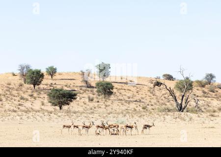 Springbok (Antidorcas marsupialis), Kgalagadi Transfrontier Park, Northern Cape, South Africa, Africa Stock Photo
