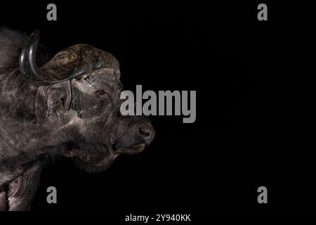 Cape buffalo (Syncerus caffer) bull at night, Zimanga private game reserve, South Africa, Africa Stock Photo