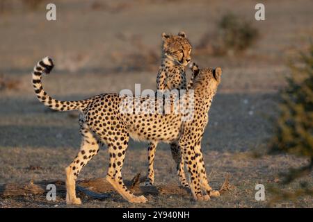 Cheetah (Acinonyx jubatus) subadults playfighting, Mashatu Game Reserve, Botswana, Africa Stock Photo