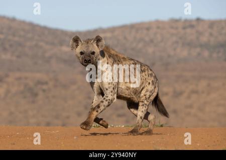 Spotted hyena (Crocuta crocuta), Zimanga game reserve, South Africa, Africa Stock Photo