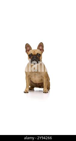 Pug sitting looking at he camera against white background Stock Photo ...