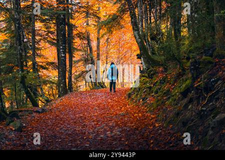 A hiker, clad in a blue jacket, walks along a leaf-covered trail in the Aragonese Pyrenees near the Ara River, surrounded by vibrant autumn colors Stock Photo