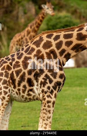 A detailed image capturing the unique patterns on the fur of giraffes The focus is on the giraffe in the foreground with another visible in the backgr Stock Photo