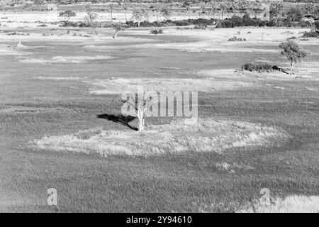 Black and white landscape photo bird view of a tree standing in a field in the Okavango Delta, Botswana, Africa Stock Photo