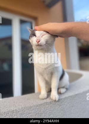 Content white and gray cat enjoys the gentle touch of a human hand on its head, sitting peacefully on a ledge. Companionship between humans and animal Stock Photo