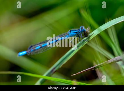 Common Blue Damselfly feeding on small flying insect.  Taken with a shallow depth of field at Priddy, Somerset, UK Stock Photo