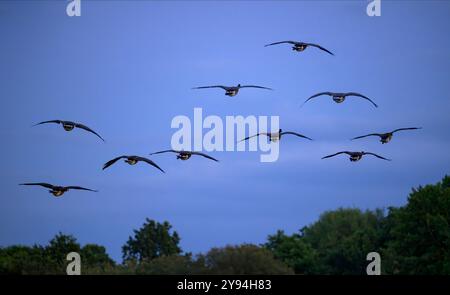 Silhouetted Canada Geese flying against a dusky blue evening sky.  Taken from Herriots bridge by Chew Valley Lake, UK Stock Photo