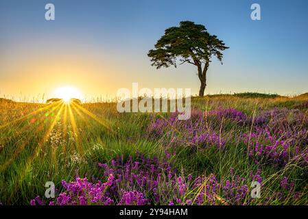 The well known tree at Priddy mineries which overlooks Priddy pond as the sun goes down behind the horizon with a starburst effect and heather Stock Photo