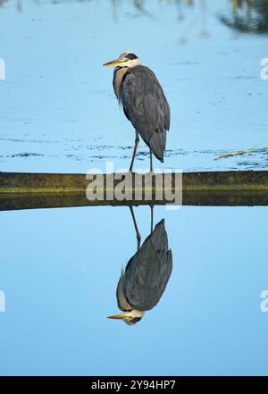Grey Heron at Caen Hill Locks pond, Devizes watching and waiting for fish, with a perfect reflection in the water. Stock Photo