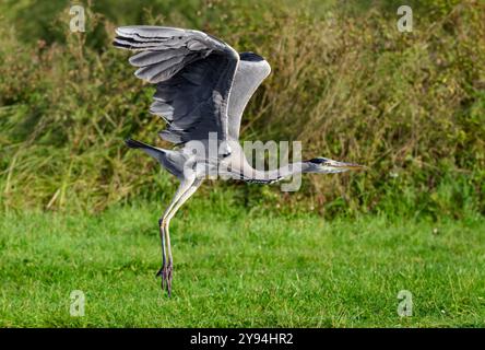 Grey Heron just taking off in flgiht with wings up at Caen Hill locks, Devizes early morning, UK Stock Photo