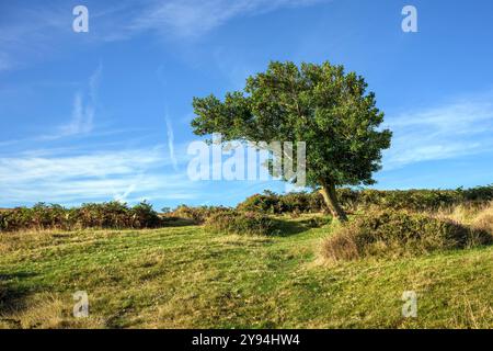 Lovely leaning Holly Tree on the top of the Quantocks, Somerset UK.  The open landscape and winds cause the tree to lean as it grows. Stock Photo