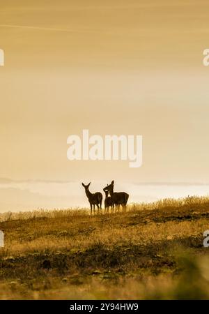 Red Deer on the Quantock Hills, Somerset, UK taken just after sunrise with a beautiful warm glow in the golden hour Stock Photo