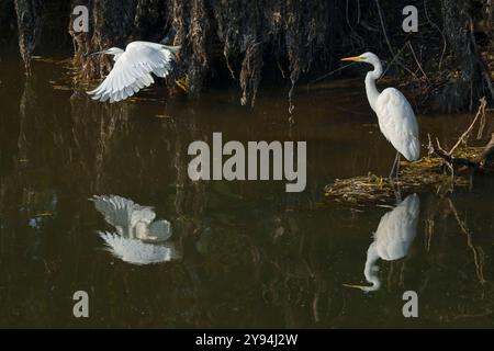 Great White Egret sat on river bank with Little Egret in flight, taken at Chew Valley lake with reflections Stock Photo