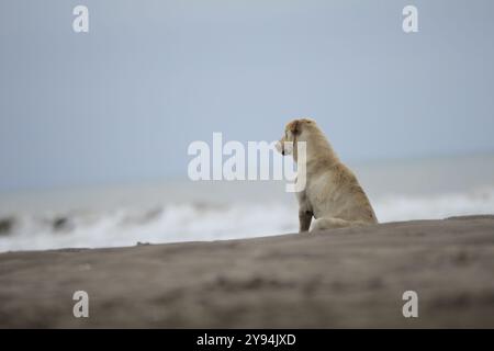 Lonely dog sitting on the beach looking at the sea, peaceful and serene seaside view. Stock Photo