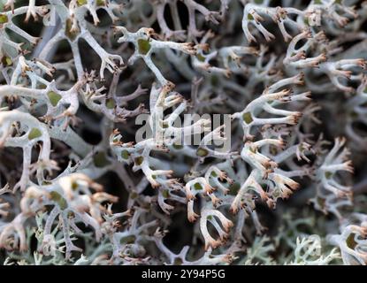 Reindeer lichen Stock Photo