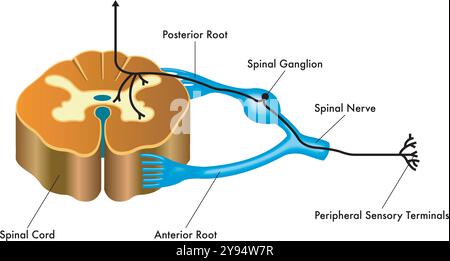 Medical illustration showing the connection of the spinal ganglion to the spinal cord, with annotations regarding the pathway. Stock Vector