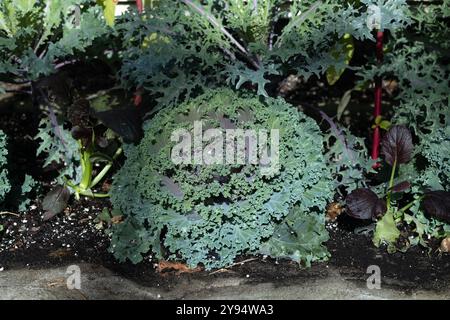 Nagoya rose ornamental kale growing in a garden. Stock Photo