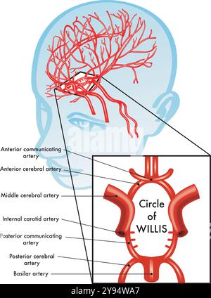 Medical illustration showing the location of the Circle of Willis in the brain. Stock Vector