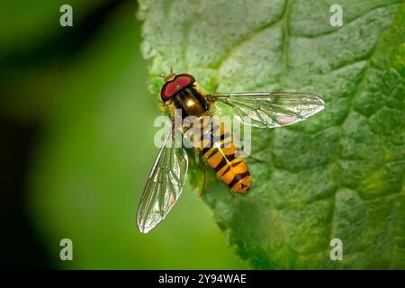 Marmalade hoverfly (Episyrphus balteatus) male dorsal on the edge of a green leaf Stock Photo