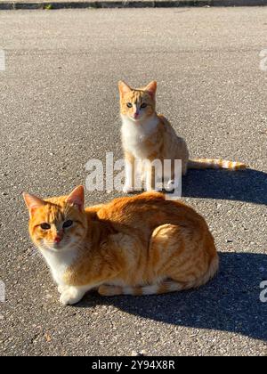 Orange tabby cat and kitten in the street. Stock Photo