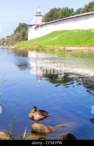 Wild duck against the backdrop of the Pskov Kremlin on a sunny day Stock Photo