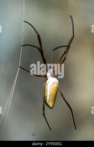 Extreme close-up of a spider resting on its web, emphasizing its delicate legs and natural camouflage Stock Photo