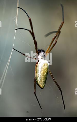 Extreme close-up of a spider resting on its web, emphasizing its delicate legs and natural camouflage Stock Photo