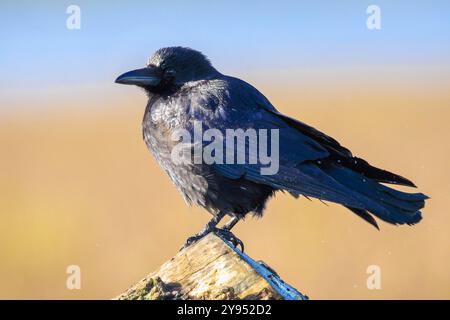 Closeup of a carrion crow Corvus corone black bird perched in sunlight Stock Photo
