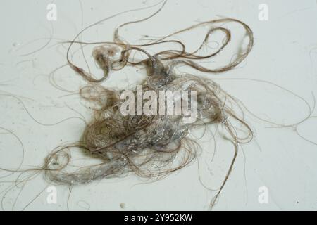 Hair and soap from a shower drain. A disgusting mix of hair and soap