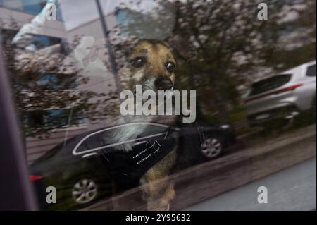 This image depicts a small dog inside a car, looking out of the window with a thoughtful expression. The dog’s brown and black fur is visible through Stock Photo