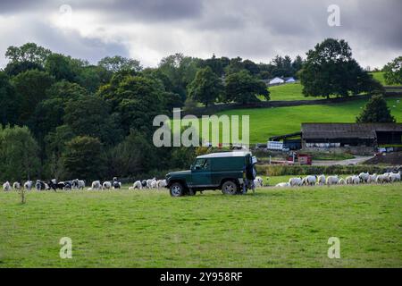 Land Rover driving, working, shepherding, rounding-up flock of animals (grazing fields & pastures, farm work, buildings) - West Yorkshire, England UK. Stock Photo