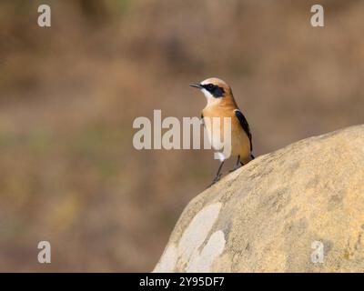 A western black-eared wheatear, Oenanthe hispanica, Perched on a rock. Stock Photo