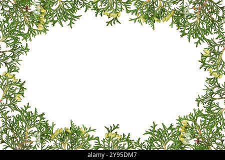 Frame of Thuja occidentalis branches isolated on white background. Design elements for creating Christmas arrangements, collages, cards, frames. Stock Photo
