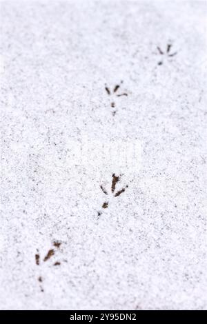 Footprints of bird in snow shallow depth of field Stock Photo