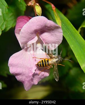 A close-up of a Common wasp, Vespula vulgaris, that has been feeding on Himalayan balsam. Its thorax is coated in pollen grains. Stock Photo