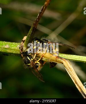 Two well Common wasps feeding on a broken Cow parsley stem. The sap is sugary and may have started to ferment. A close-up with a blurred background. Stock Photo