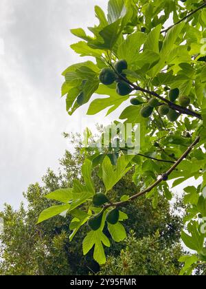 First delicate figs on a fig tree, spring time Stock Photo