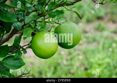 Wild two ripe green citrus in the tree with blur background. Amazing photo concept of ripe green fruits Stock Photo