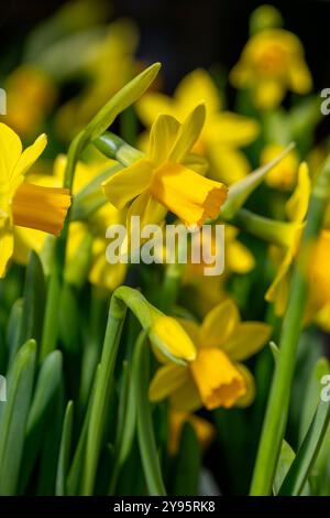 Narcissus 'Tete a tete' Stock Photo