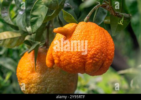 Bitter orange, or Seville orange (Citrus aurantium) 'Corniculata' Stock Photo