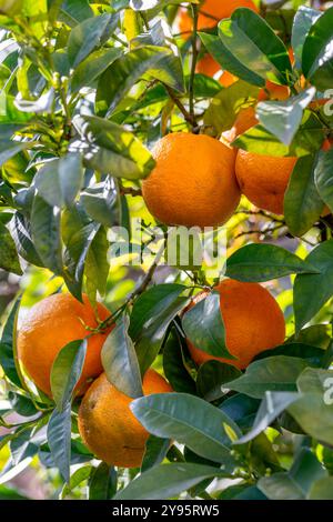 Bitter orange, or Seville orange (Citrus aurantium) Stock Photo