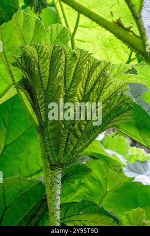 Young leaf of Giant Rhubarb (Gunnera manicata) Stock Photo