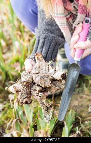 Woman cleaning bearded irises: old rhizomes are removed Stock Photo